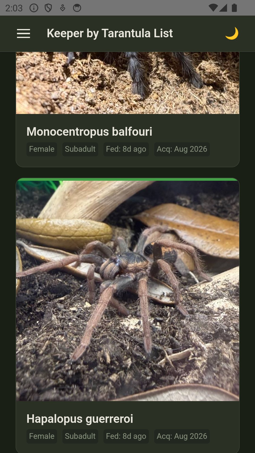 Collection view with photos of tarantulas